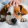 Pet Friendly Apartments