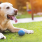 Dog Park